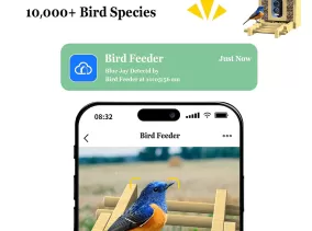 Ai identifies birds